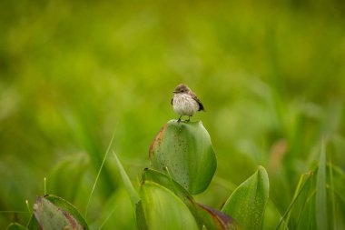 Majestic and colourfull bird in the nature habitat. Birds of northern Pantanal, wild brasil, brasilian wildlife full of green jungle.