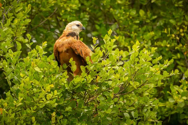 Majestic and colourfull bird in the nature habitat. Birds of northern Pantanal, wild brasil, brasilian wildlife full of green jungle.