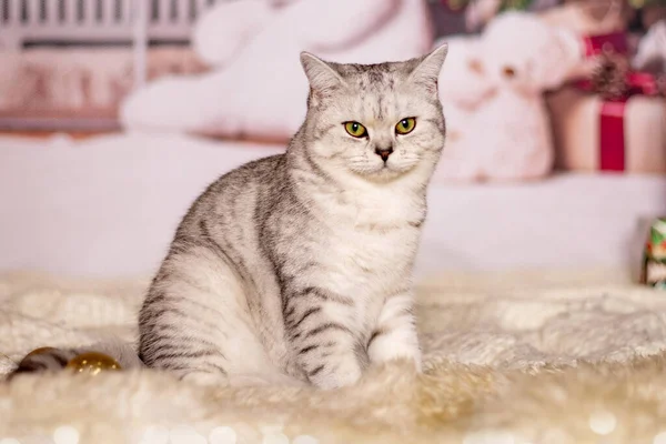 На христмасі сидить короткохвостий кіт. — стокове фото