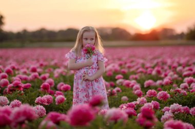 Gün batımında şakayık tarlasında küçük güzel bir kız