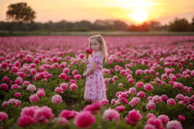 Gün batımında şakayık tarlasında küçük güzel bir kız