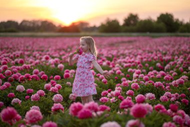 Gün batımında şakayık tarlasında küçük güzel bir kız