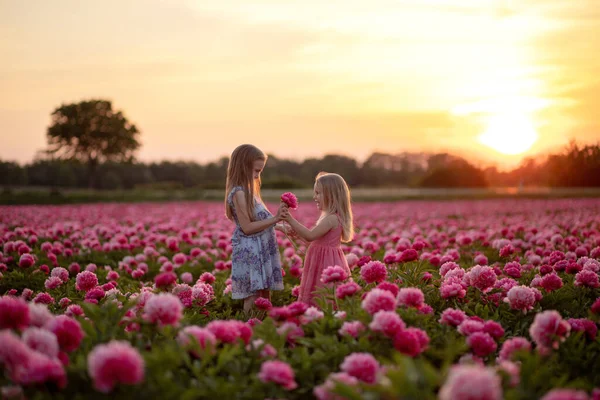 Mała dziewczynka daje kwiaty swojej siostrze. pole z piwoniami i zachodem słońca — Zdjęcie stockowe