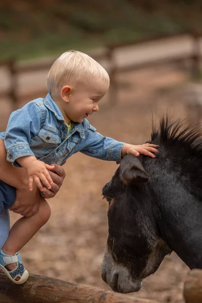 Маленький мальчик ласкает осла в зоопарке — стоковое фото