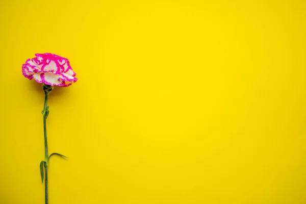 黄色の背景に隔離された美しいカーネーションの花 — ストック写真