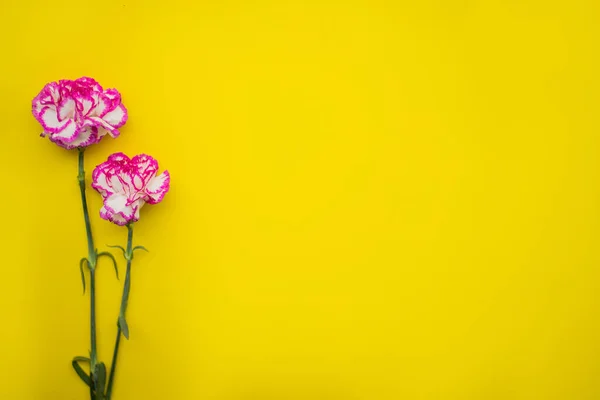 黄色の背景に隔離された2つの美しいピンクの赤いカーネーションの花 — ストック写真