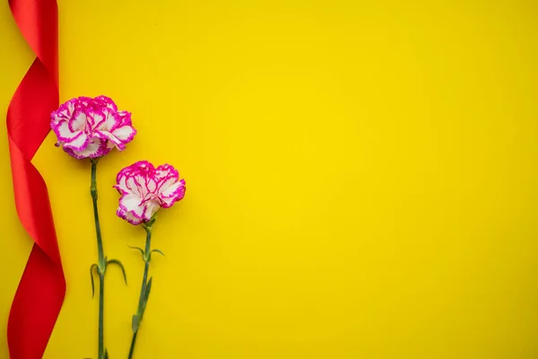 黄色の背景に赤いリボンで区切られた2つの美しいピンクの赤いカーネーションの花 — ストック写真