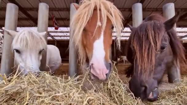Χαριτωμένα Άλογα Στη Φάρμα Ράντσο Στέκονται Έξω Και Τρώνε Σανό — Αρχείο Βίντεο