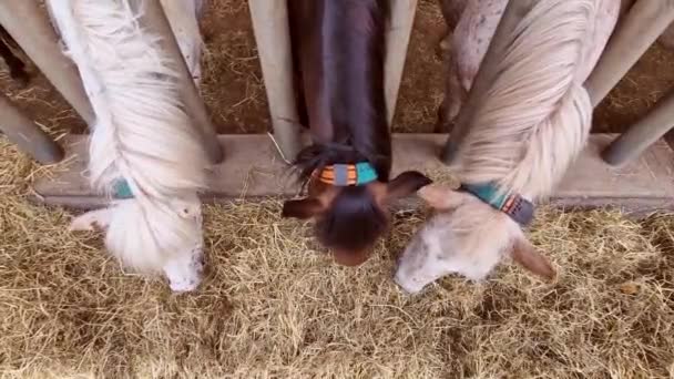 Cavalos Bonitos Fazenda Fazenda Ficam Lado Fora Comem Feno Estábulo — Vídeo de Stock