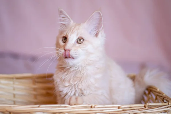 Cute Fluffy Maine Coon Kitten Sits Wicker Basket Cute Adorable — Stock Fotó