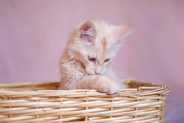 Cute Fluffy Maine Coon Kitten Sits Wicker Basket Cute Adorable — Fotografia de Stock