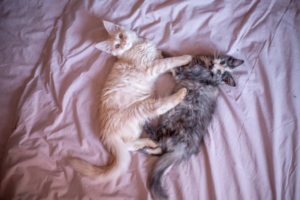 Two Cute Maine Coon Kittens Playing Cute Adorable Pets Cats — Stock Photo, Image