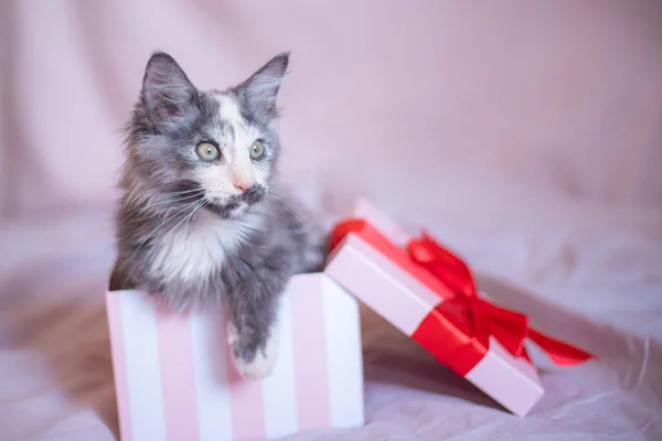 Cute Fluffy Maine Coon Kitten Sits Gift Box Red Ribbon — 스톡 사진