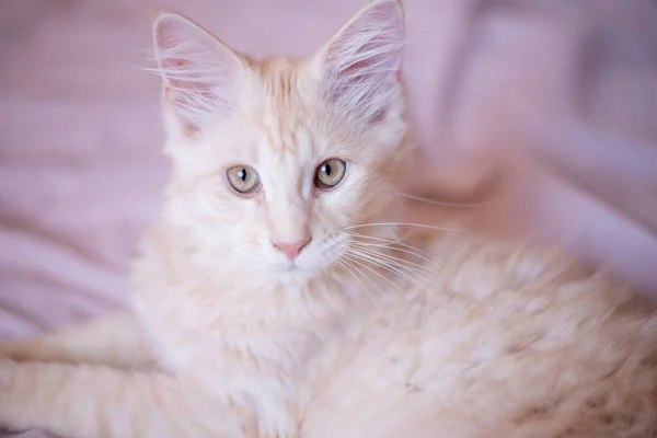 Portrait Cute Fluffy Maine Coon Kitten Lies Bed Home Cute —  Fotos de Stock