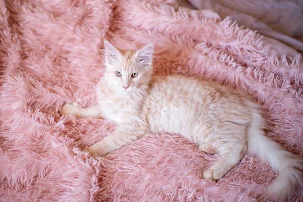 Cute Fluffy Maine Coon Kitten Lies Bed Home — 图库照片