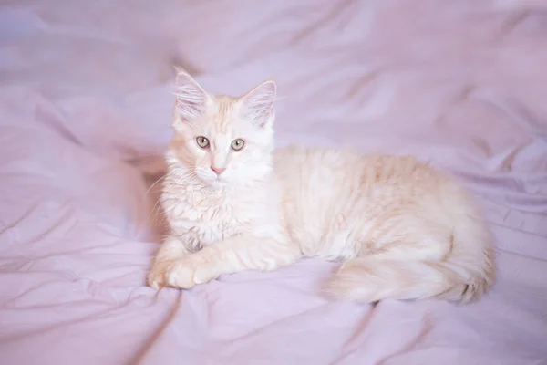 Cute Fluffy Maine Coon Kitten Lies Bed Home Cute Adorable — Stockfoto