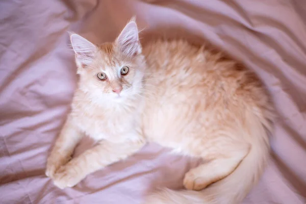 Cute Fluffy Maine Coon Kitten Lies Bed Home Cute Adorable — Stock Fotó