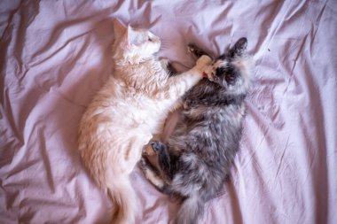 two cute Maine Coon kittens are playing. cute adorable pets cats.
