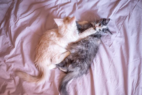 Two Cute Maine Coon Kittens Playing Cute Adorable Pets Cats — 스톡 사진