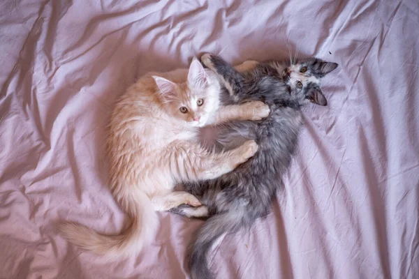 Two Cute Maine Coon Kittens Playing Cute Adorable Pets Cats — Stockfoto