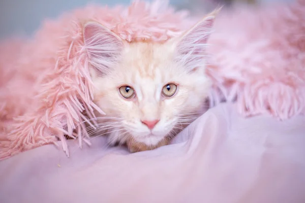 Portrait Cute Fluffy Maine Coon Kitten Peeking Out Blanket Cute — ストック写真