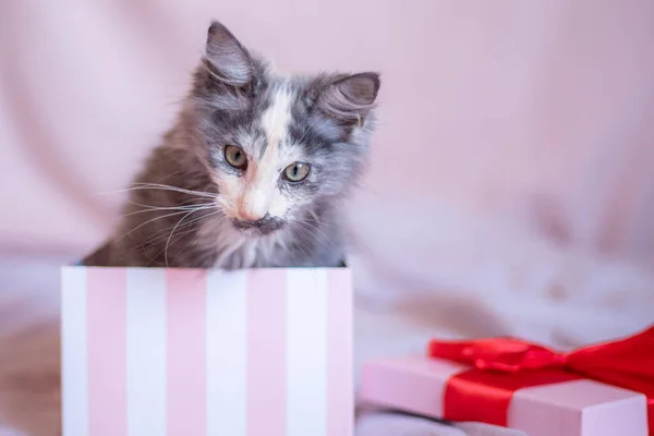 Cute Fluffy Maine Coon Kitten Sits Gift Box Red Ribbon — 스톡 사진
