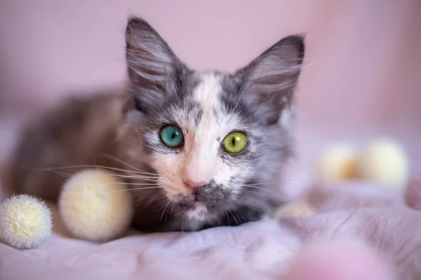 Όμορφη Γάτα Του Μέιν Ρακούν Διαφορετικό Χρώμα Ματιών — Φωτογραφία Αρχείου