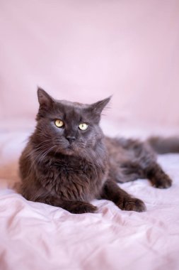 black Maine Coon on a pastel background.