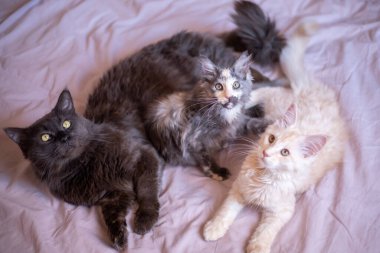 three Maine Coon cats lie on a blanket. cat and kittens. black, tricolor and red. view from above.