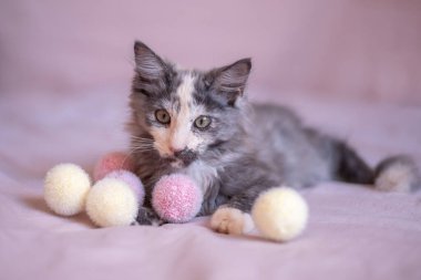 beautiful little Maine Coon kitten plays with fluffy balls.