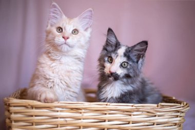 two cute Maine Coon kittens are sitting in a wicker basket. red and tricolor kittens.