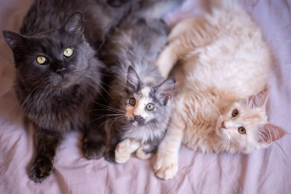 Three Maine Coon Cats Lie Blanket Cat Kittens Black Tricolor — 图库照片