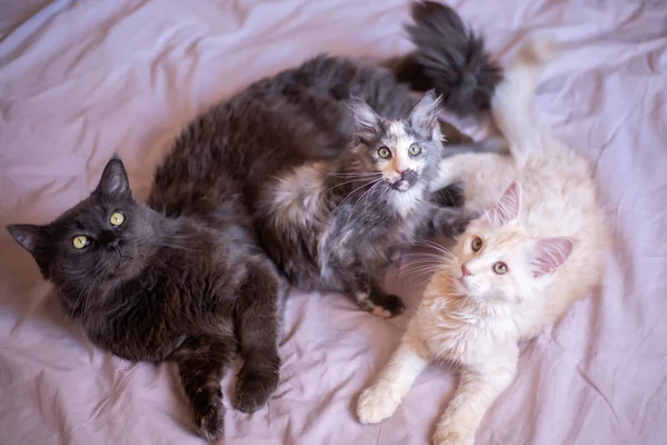 Three Maine Coon Cats Lie Blanket Cat Kittens Black Tricolor — Stockfoto