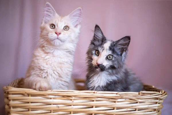 Two Cute Maine Coon Kittens Sitting Wicker Basket Red Tricolor — Stockfoto