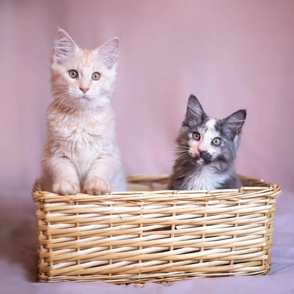 Two Cute Maine Coon Kittens Sitting Wicker Basket Red Tricolor — Fotografie, imagine de stoc