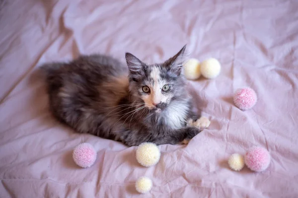 Beautiful Little Maine Coon Kitten Plays Fluffy Balls — Fotografie, imagine de stoc