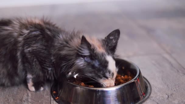 Cute Fluffy Maine Coon Kitten Eating Food Bowl Home Slow — Vídeo de Stock