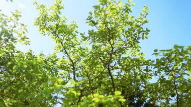 Rich green leaves of a tree blowing in the wind. Nice round bokeh. sun shines through. Abstract slow motion shot.