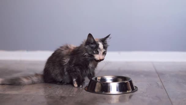 Cute Fluffy Maine Coon Kitten Eating Food Bowl Home Slow — Stockvideo