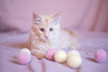 portrait of a Maine Coon kitten in a basket close-up.