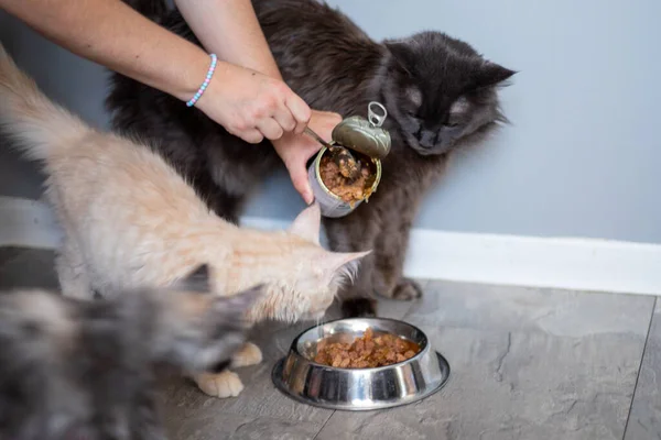 female hands feed three Maine Coon kittens in a cat bowl.