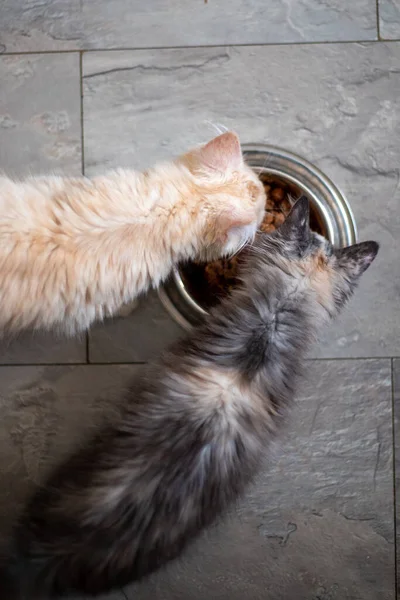 two Maine Coon kittens eat food from a cat bowl, top view.