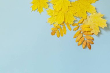 Yaratıcı üst görünüm düz yatıyordu. Sonbahar kompozisyonu arka planda sarı akçaağaç ve rowan yaprağı bırakır. Boşluğu kopyala.