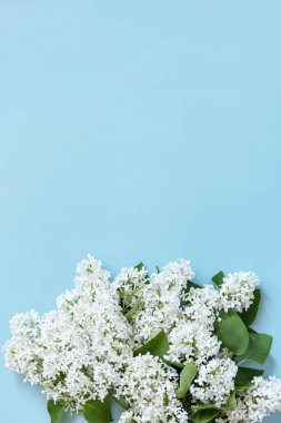 Bahar modası geç, düz yat. Mavi arka planda beyaz çiçekli leylak. Dekoratif sınır. En üstteki düz yerde. Boşluğu kopyala. 