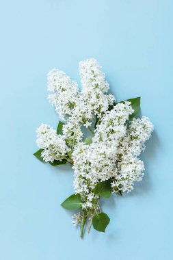 Bahar modası geç, düz yat. Mavi arka planda beyaz çiçekli leylak. Dekoratif sınır. Üst görünüm düzlüğü. 