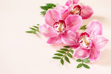 Floral background with orchids, minimal concept. Tropical pink phalaenopsis orchids on a light pastel background. Flowers arrangement. Copy space.
