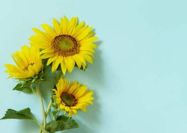 Sunflowers on pastel green background. Summer holiday, vacation concept. Flat lay, top view, copy space.