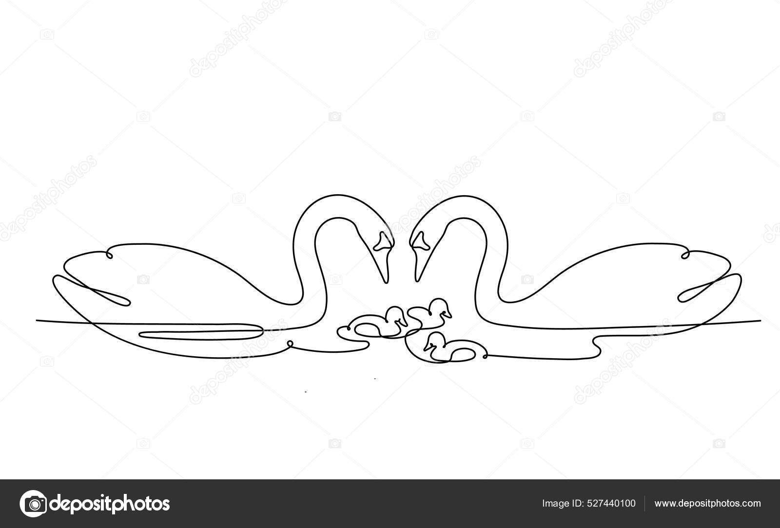 白鳥の雛ストックベクター ロイヤリティフリー白鳥の雛イラスト Depositphotos