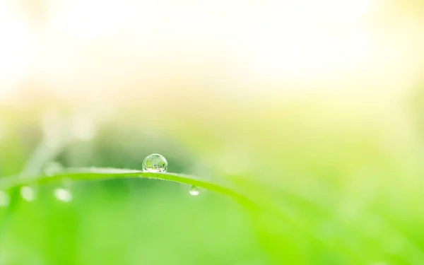 Fresh Lush Green Grass Selective Focusing Water Dew Drops Morning — Stock Photo, Image