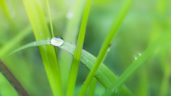 Färskt Frodigt Grönt Gräs Med Selektiv Inriktning Vatten Dagg Droppar — Stockfoto